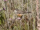 Rufous-sided Warbling Finch (Poospizopsis hypochondria)