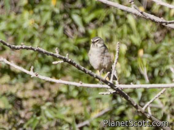 Rufous-sided Warbling Finch (Poospiza hypochondria) - Juvenile