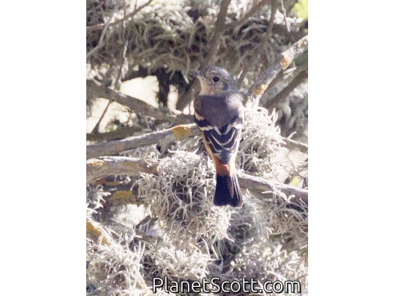 Red-rumped Bush-Tyrant (Cnemarchus erythropygius)