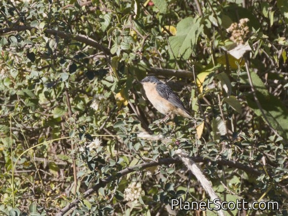 Rusty Flowerpiercer (Diglossa sittoides)