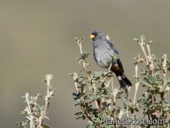 Band-tailed Seedeater (Catamenia analis)
