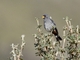 Band-tailed Seedeater (Catamenia analis)