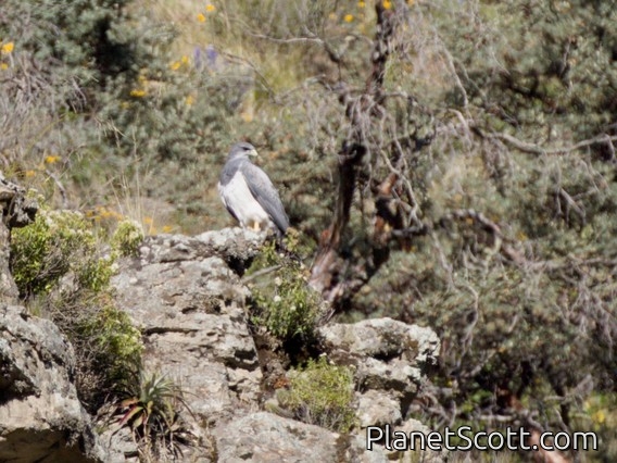 Variable Hawk (Geranoaetus polyosoma)