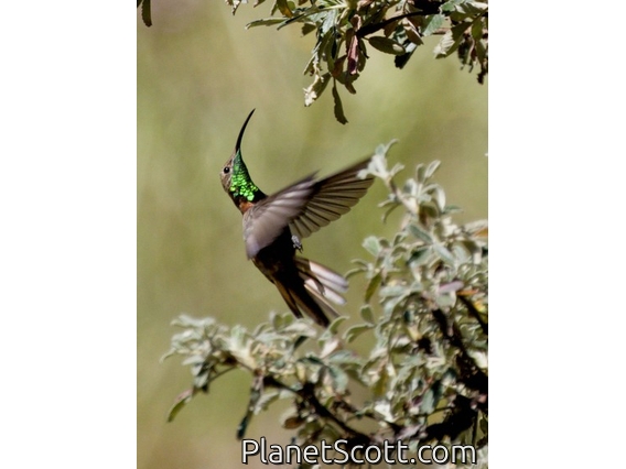 Wedge-tailed Hillstar (Oreotrochilus adela)