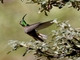 Wedge-tailed Hillstar (Oreotrochilus adela)