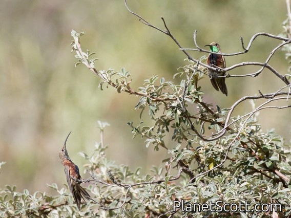 Wedge-tailed Hillstar (Oreotrochilus adela)