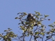 Gray-bellied Flowerpiercer (Diglossa carbonaria)