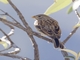 Band-tailed Seedeater (Catamenia analis)