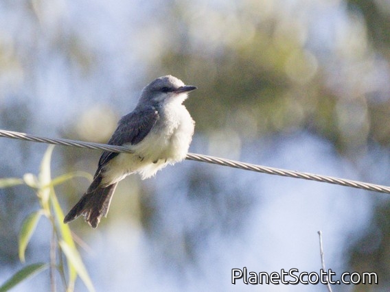 Greater Wagtail-Tyrant (Stigmatura budytoides)