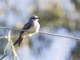 Greater Wagtail-Tyrant (Stigmatura budytoides)