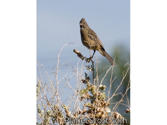 White-tipped Plantcutter (Phytotoma rutila)