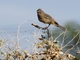 White-tipped Plantcutter (Phytotoma rutila)