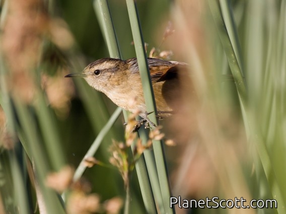 Wren-like Rushbird (Phleocryptes melanops)