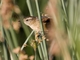 Wren-like Rushbird (Phleocryptes melanops)