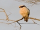 Laughing Falcon (Herpetotheres cachinnans)