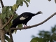White-throated Piping-Guan (Pipile grayi)