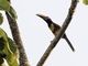 Chestnut-eared Aracari (Pteroglossus castanotis)