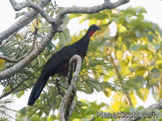 Spix's Guan (Penelope jacquacu)