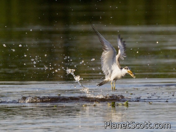 Large-billed Tern (Phaetusa simplex)