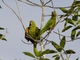 White-eyed Parakeet (Psittacara leucophthalmus)