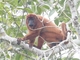 Bolivian Red Howler Monkey (Alouatta sara)