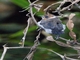 Red-capped Cardinal (Paroaria gularis) - Juvenile