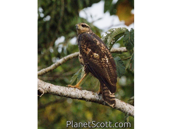 Savanna Hawk (Buteogallus meridionalis) - Juvenile