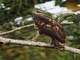 Savanna Hawk (Buteogallus meridionalis) - Juvenile