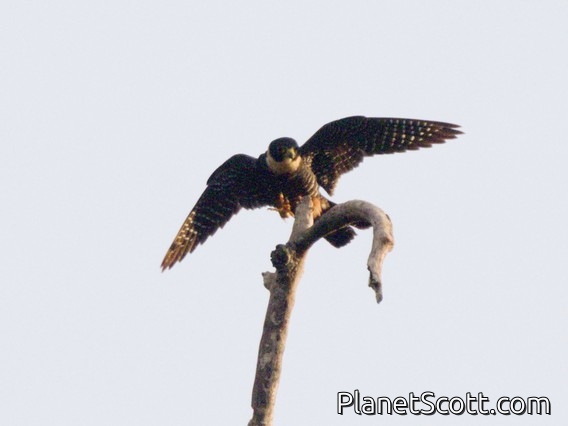 Bat Falcon (Falco rufigularis)