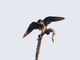 Bat Falcon (Falco rufigularis)