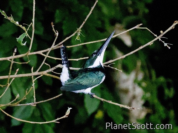 Green Kingfisher (Chloroceryle americana)