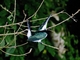 Green Kingfisher (Chloroceryle americana)