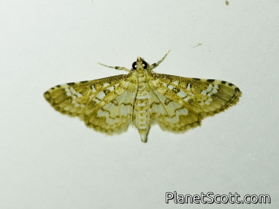 Crambid Snout Moth (Samea sp)