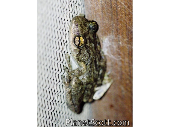 Lesser Snouted Tree Frog (Scinax nasicus)