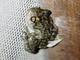 Lesser Snouted Tree Frog (Scinax nasicus)