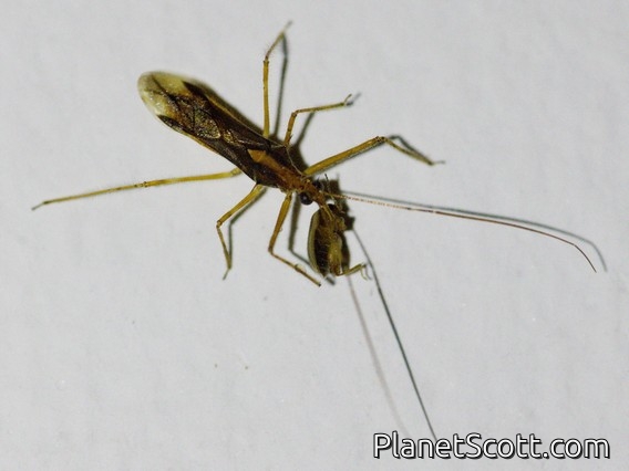 Assassin Bug (Repipta sp)