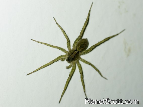Wolf Spider (Lycosidae sp)