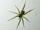 Wolf Spider (Lycosidae sp)