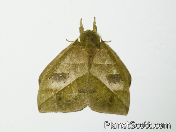 Lappet Moth (Lasiocampidae sp)