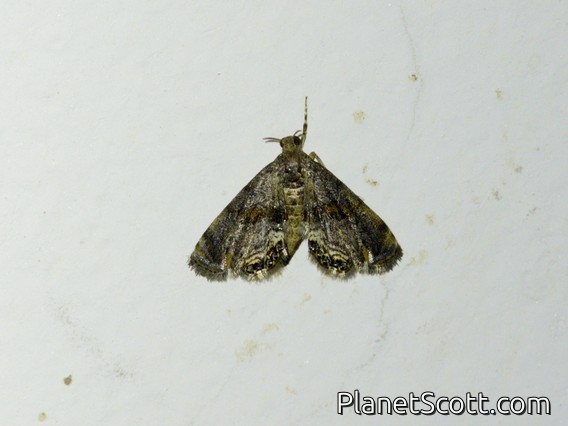 Geometer Moth (Geometridae sp)