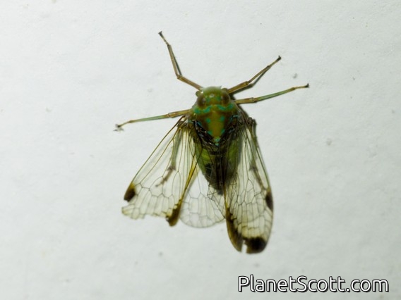 Planthopper (Taosa sp)