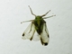 Planthopper (Taosa sp)