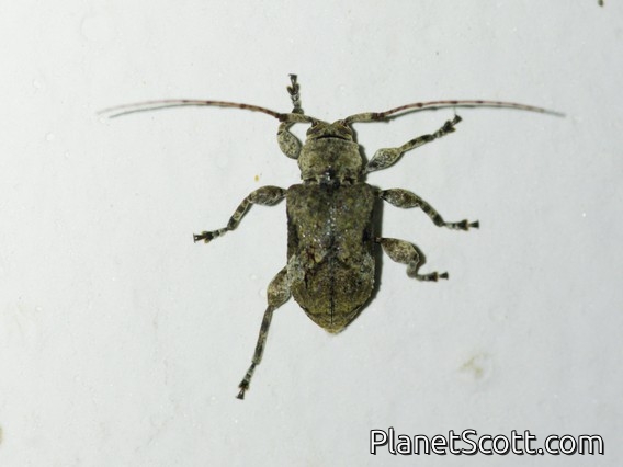 Longhorn Beetle (Cerambycidae sp)