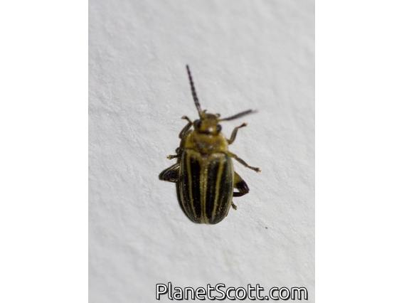 Marsh Beetle (Scirtidae sp)