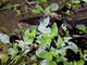 Beni Anaconda (Eunectes beniensis)