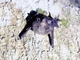 Sheath-tailed Bat (Emballonuridae sp)