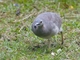 Undulated Tinamou (Crypturellus undulatus)
