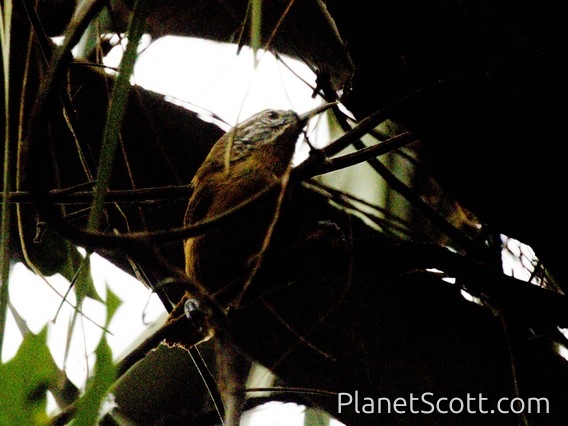 Fawn-breasted Wren (Cantorchilus guarayanus)
