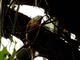 Fawn-breasted Wren (Thryothorus guarayanus)
