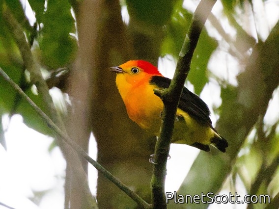 Band-tailed Manakin (Pipra fasciicauda)